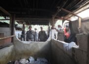 Pendekatan Humanis, Pemkot Makassar Bantu Relokasi Ternak Babi di Panakkukang ke Lokasi Steril